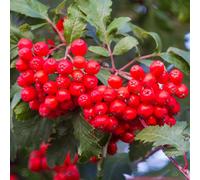 Gardeners Dream Sorbus Aucuparia Tree - Red Berries, Mountain Ash Rowan, Ornamental, Hardy (5-6Ft)