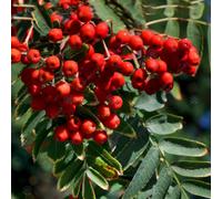 Gardeners Dream Sorbus Chinese Lace Tree - Green Lace-Like Foliage, Red Berries, Mountain Ash, Hardy (5-6Ft)