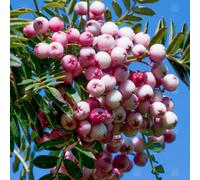 Gardeners Dream Sorbus Hupehensis Tree - Pink Hupeh Mountain Ash, Pink Berries, White Flowers, Hardy (5-6Ft)