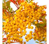 Gardeners Dream Sorbus Joseph Rock Tree - Yellow Berried Mountain Ash, Ornamental, Hardy (5-6Ft)