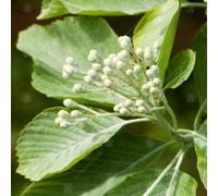 Gardeners Dream Sorbus Lutescens Tree - White Flowers, Ornamental, Hardy (5-6Ft)