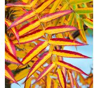 Gardeners Dream Sorbus Olympic Flame Tree - Vibrant Autumn Foliage, Red Berries, White Flowers, Hardy (5-6Ft)