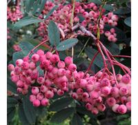 Gardeners Dream Sorbus Pink Pagoda Tree - Pink Berries, White Flowers, Mountain Ash, Hardy (5-6Ft)
