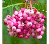 Gardeners Dream Sorbus Vilmorinii Tree - White Flowers, Array Of Pink Berries, Vilmorins Rowan, Hardy (5-6Ft)