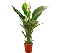 Gardeners Dream Spathiphyllum Peace Lily - Graceful And Purifying Indoor Plant For Interior Spaces (100-120Cm Height Including Pot)