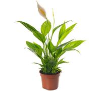 Gardeners Dream Spathiphyllum Peace Lily - Graceful And Purifying Indoor Plant For Interior Spaces (30-40Cm Height Including Pot)