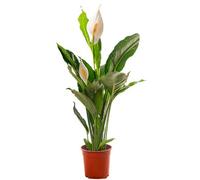 Gardeners Dream Spathiphyllum Peace Lily - Graceful And Purifying Indoor Plant For Interior Spaces (70-80Cm Height Including Pot)