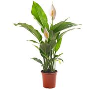 Gardeners Dream Spathiphyllum Peace Lily - Graceful And Purifying Indoor Plant For Interior Spaces (80-90Cm Height Including Pot)