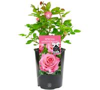 Gardeners Dream Special Anniversary Pink Rose - Outdoor Plant, Ideal For Gardens, Compact Size
