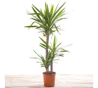 Gardeners Dream Spineless Yucca - Striking And Low-Maintenance Indoor Plant For Interior Spaces (120-140Cm Height Including Pot)