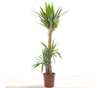 Gardeners Dream Spineless Yucca - Striking And Low-Maintenance Indoor Plant For Interior Spaces (140-160Cm Height Including Pot)