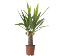 Gardeners Dream Spineless Yucca - Striking And Low-Maintenance Indoor Plant For Interior Spaces (40-50Cm Height Including Pot)