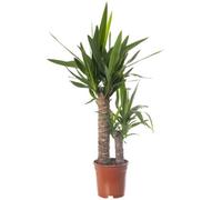 Gardeners Dream Spineless Yucca - Striking And Low-Maintenance Indoor Plant For Interior Spaces (70-80Cm Height Including Pot)