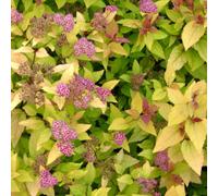 Gardeners Dream Spiraea Firelight Garden Shrub - Pink Blooms, Compact Growth, Medium Size (20-30Cm Height Including Pot)