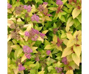 Gardeners Dream Spiraea Firelight Garden Shrub - Pink Blooms, Compact Growth, Medium Size (20-30Cm Height Including Pot)