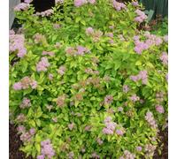 Gardeners Dream Spiraea Goldflame Garden Shrub - Variegated Foliage, Compact Growth, Medium Size (30-40Cm Height Including Pot)