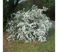 Gardeners Dream Spiraea Snowmound Garden Plant - White Flower Clusters, Deciduous Foliage, Hardy (15-30Cm Height Including Pot)