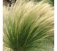Gardeners Dream Stipa Pony Tails Ornamental Grass - Elegant Feathery Plumes, Compact Growth, Medium Size (30-45Cm Height Including Pot)