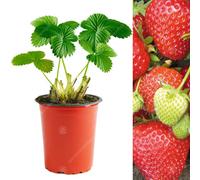 Gardeners Dream Strawberry Cambridge Favourite - Outdoor Fruit Plants For Gardens, Pots, Containers (9Cm Pots, 10 Pack)