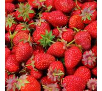 Gardeners Dream Strawberry Elsanta Bare Root - Grow Your Own Bareroot, Fresh Fruit Plants, Ideal For Uk Gardens (10 Pack)