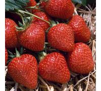 Gardeners Dream Strawberry Flamenco - Outdoor Fruit Plants For Gardens, Pots, Containers (9Cm Pots, 10 Pack)