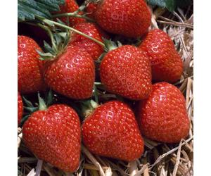 Gardeners Dream Strawberry Flamenco - Outdoor Fruit Plants For Gardens, Pots, Containers (9Cm Pots, 5 Pack)