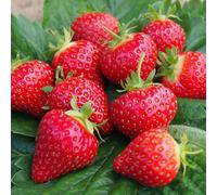 Gardeners Dream Strawberry Hapil Bare Root - Grow Your Own Bareroot, Fresh Fruit Plants, Ideal For Uk Gardens (10 Pack)