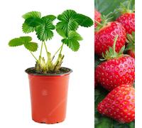 Gardeners Dream Strawberry Hapil - Outdoor Fruit Plants For Gardens, Pots, Containers (9Cm Pots, 10 Pack)