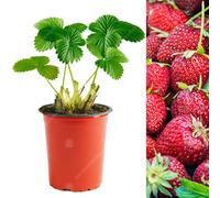 Gardeners Dream Strawberry Honeoye - Outdoor Fruit Plants For Gardens, Pots, Containers (9Cm Pots, 5 Pack)