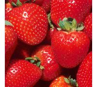 Gardeners Dream Strawberry Marshmello Bare Root - Grow Your Own Bareroot, Fresh Fruit Plants, Ideal For Uk Gardens (20 Pack)