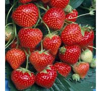 Gardeners Dream Strawberry Marshmello - Outdoor Fruit Plants For Gardens, Pots, Containers (9Cm Pots, 5 Pack)