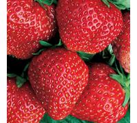 Gardeners Dream Strawberry Red Gauntlet Bare Root - Grow Your Own Bareroot, Fresh Fruit Plants, Ideal For Uk Gardens (10 Pack)
