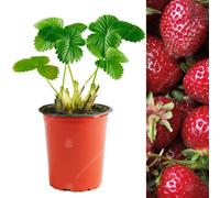 Gardeners Dream Strawberry Red Gauntlet - Outdoor Fruit Plants For Gardens, Pots, Containers (9Cm Pots, 5 Pack)