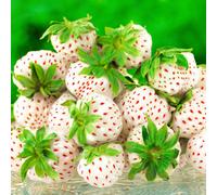 Gardeners Dream Strawberry Snow White Bare Root - Grow Your Own Bareroot, Fresh Fruit Plants, Ideal For Uk Gardens (10 Pack)