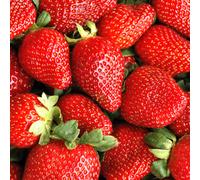 Gardeners Dream Strawberry Sweetheart Bare Root - Grow Your Own Bareroot, Fresh Fruit Plants, Ideal For Uk Gardens (10 Pack)