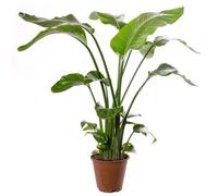 Gardeners Dream Strelitzia Nicolai - Indoor House Plant For Home Office (80-90Cm Height Incl. Pot)