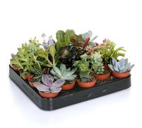 Gardeners Dream Succulent Plants - 20 Indoor Plant Mix, Evergreen Houseplant Collection In 5.5Cm Pots