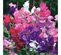 Gardeners Dream Sweet Pea Dwarf Live Scented Bushy Bedding Plug Plants Patio Troughs (6 Pack)