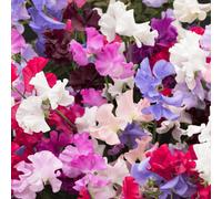 Gardeners Dream Sweet Pea Tall Mix Live Fresh Scented Climbing Bedding Plug Plants (6 Pack)