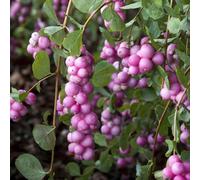 Gardeners Dream Symphoricarpos Magical Candy Garden Plant - Stunning Pink Berries, Compact Size (20-30Cm Height Including Pot)