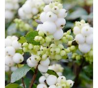 Gardeners Dream Symphoricarpos Magical Galaxy (9Cm)