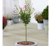 Gardeners Dream Syringa Palibin Patio Tree - Stunning Variety, Ideal For Uk Gardens, Compact Size (2-3Ft)