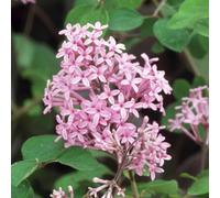 Gardeners Dream Syringa Red Pixie Garden Plant - Fragrant Light Pink Blooms, Compact Size (10-30Cm Height Including Pot)