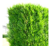 Gardeners Dream Thuja Atrovirens - Fast-Growing Cedar Hedging Plants, Hardy And Low Maintenance (20-40Cm, 10 Plants)