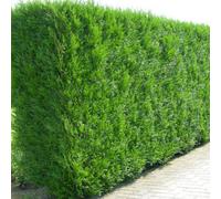Gardeners Dream Thuja Atrovirens Garden Plant - Evergreen, Compact Size (20-40Cm, 10 Plants)