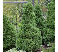 Gardeners Dream Thuja Holmstrup (9Cm)