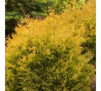 Gardeners Dream Thuja Occidentalis 'rheingold' Compact Evergreen Conifer Garden Plant In Pot - 2 Litre Pot (30-50Cm)