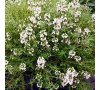 Gardeners Dream Thyme Fragrant Orange Herb - Kitchen Garden Evergreen Culinary Plant In 13Cm Pot
