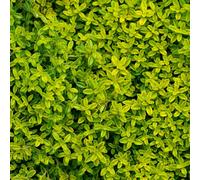 Gardeners Dream Thyme Golden Herb Plant - Distinct Lemon Scent, Compact Growth, Versatile (5-15Cm Height Including Pot)