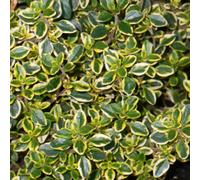 Gardeners Dream Thyme Lemon (10-20Cm Height Including Pot) Garden Herb Plant - Aromatic Perennial, Compact Size